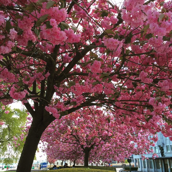Kirschblüte am Nobelpreiscenter, Copyright: insidenorway