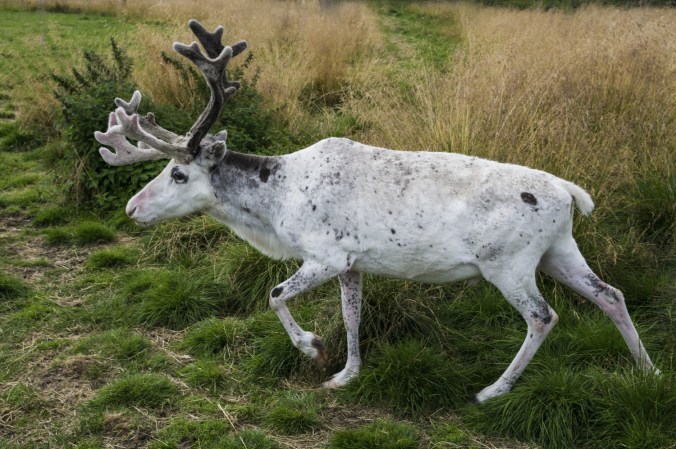 Copyright: CH - visitnorway.com