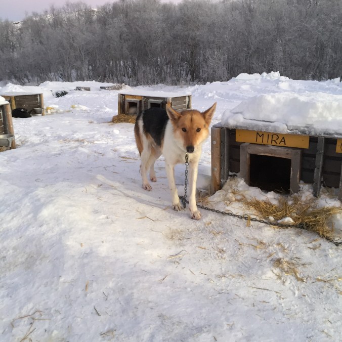 Kirkenes, Copyright: insidenorway