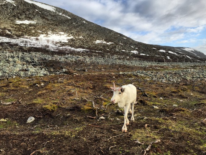 Copyright: insidenorway